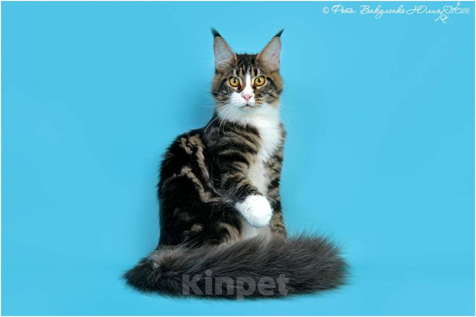 Кошки в Краснодаре: Котенок мейн-кун с шоу темпераментом  Мальчик, 30 000 руб. - фото 3