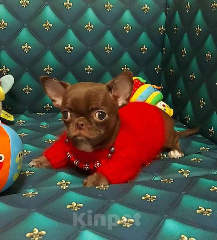 Собаки в Новосибирске: Мальчик Чихуахуа  Мальчик, Бесплатно - фото 1