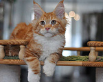 Кошки в Одинцово: Шаман Мальчик, 40 000 руб. - фото 3