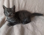 Кошки в Краснодаре: Котята в добрые руки Мальчик, Бесплатно - фото 8