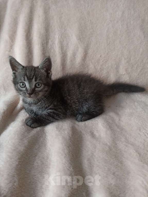 Кошки в Краснодаре: Котята в добрые руки Мальчик, Бесплатно - фото 8