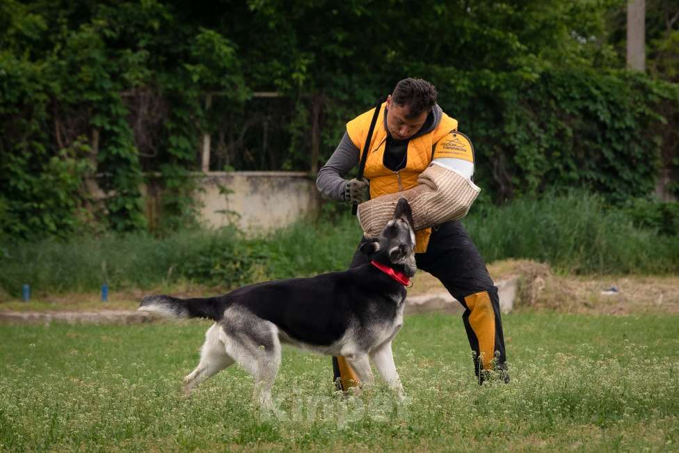 Собаки в других городах Краснодарского края: Щенки Восточноевропейской овчарки  Мальчик, 60 000 руб. - фото 7
