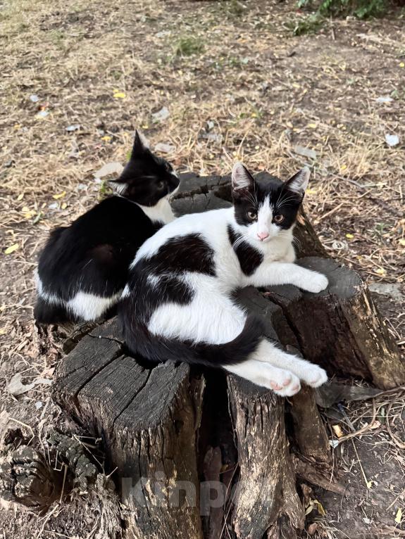 Кошки в Ростове-на-Дону: Котята в добрые руки, живут на улице Разнополые, Бесплатно - фото 2
