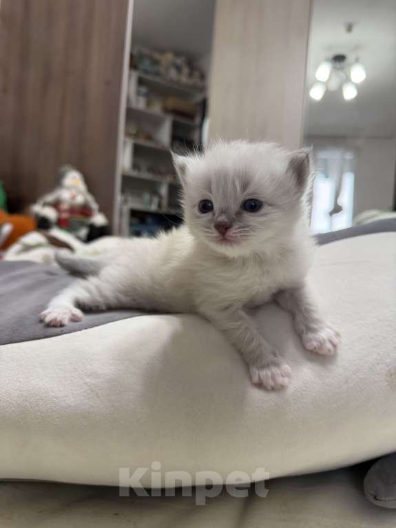 Кошки в Санкт-Петербурге: Невские маскарадный котята Мальчик, 27 000 руб. - фото 3