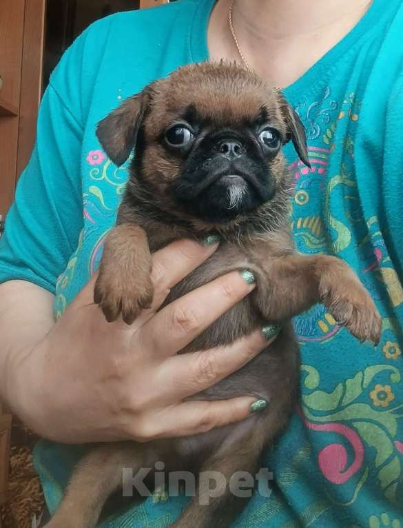 Собаки в Москве: Мальчик пти-брабансон в Москве Мальчик, 30 000 руб. - фото 2