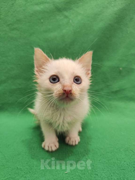 Кошки в Москве: Самый любопытный нос. Котенок Лапочкин  Мальчик, Бесплатно - фото 2