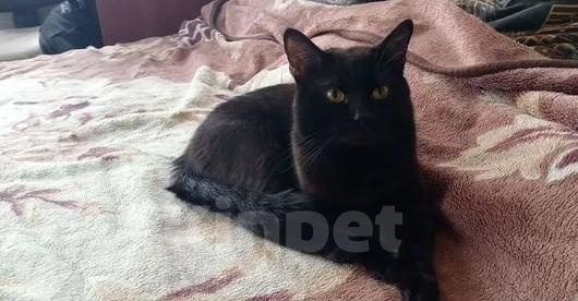 Кошки в Вышнем Волочке: Британский короткошёрстный котёнок Мальчик, 6 000 руб. - фото 9