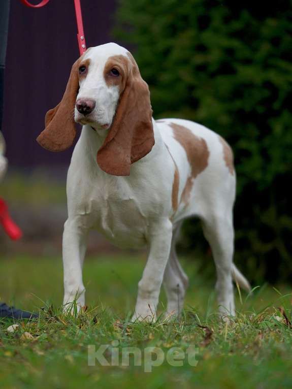 Собаки в Александрове: Щенки Испанской гончей  Девочка, 25 000 руб. - фото 6