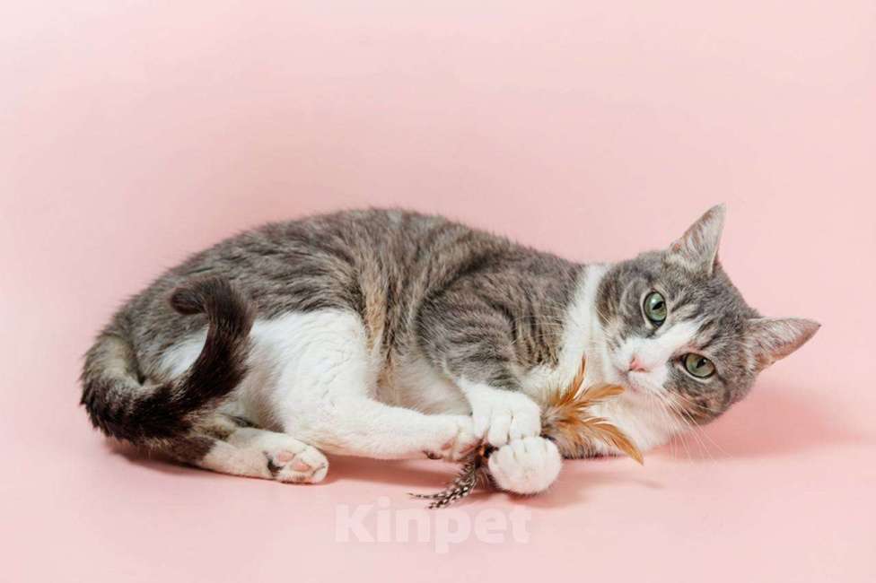 Кошки в Ивантеевке: Кошка с красивыми глазами Девочка, Бесплатно - фото 2