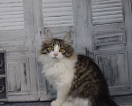 Кошки в Егорьевске: Курильский бобтейл Мальчик, 35 000 руб. - фото 4