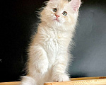 Кошки в Санкт-Петербурге: Мейн Кун котята Мальчик, 60 000 руб. - фото 5