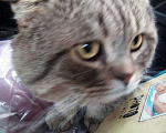 Кошки в Арзамасе: золотой табби кот, 1 500 руб. - фото 2