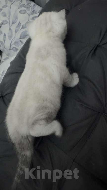 Кошки в Златоусте: Шотландский прямоухий Мальчик, 7 000 руб. - фото 2