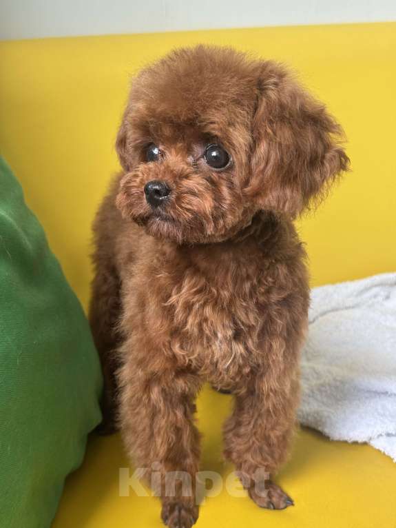 Собаки в Ейске: Тедди пудель девочка 7 месяцев , импорт Китай , невероятно красивая, густая шерсть  Девочка, 370 000 руб. - фото 3