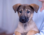 Собаки в Ногинске: Триша - щенок в добрые руки Девочка, Бесплатно - фото 2