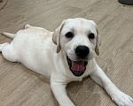 Собаки в Москве: Белоснежная лабрадорша-девочка ждет свою семью !  Девочка, 80 000 руб. - фото 3