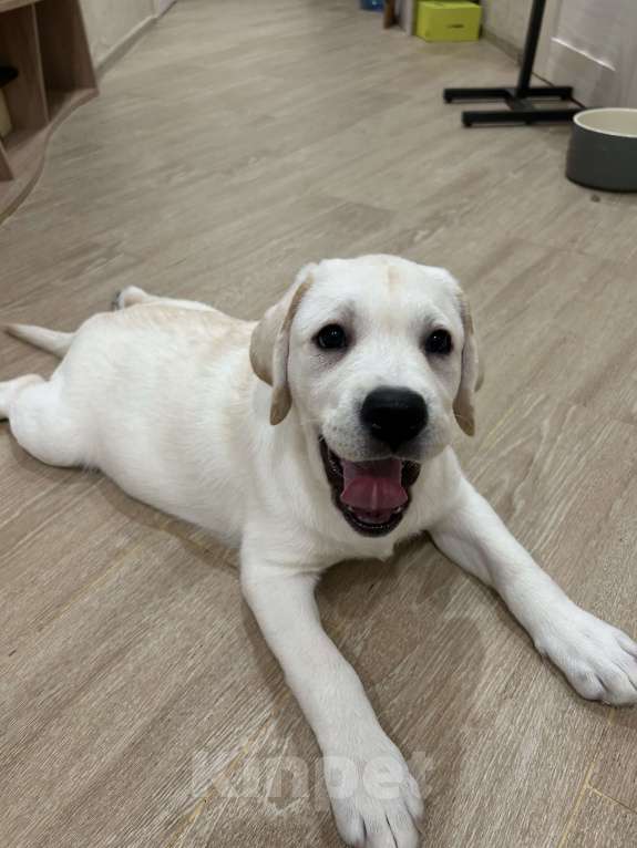Собаки в Москве: Белоснежная лабрадорша-девочка ждет свою семью !  Девочка, 80 000 руб. - фото 3
