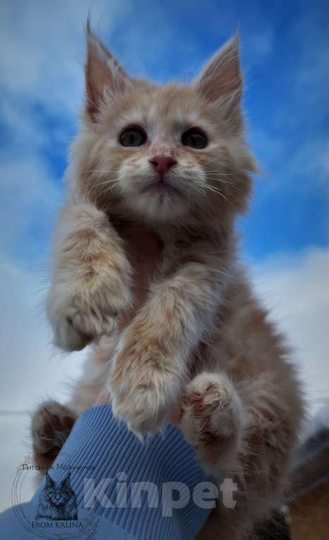 Кошки в Санкт-Петербурге: Котик красное серебро Мальчик, 35 000 руб. - фото 1