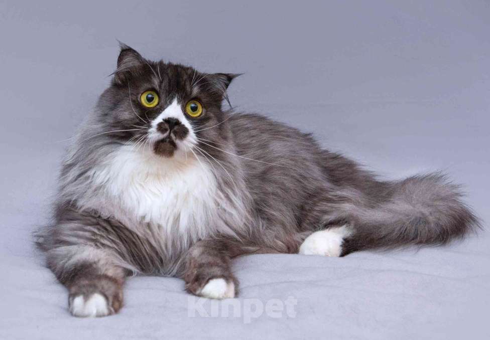 Кошки в Москве: Большой добрый кот Рома в добрые руки Мальчик, Бесплатно - фото 1