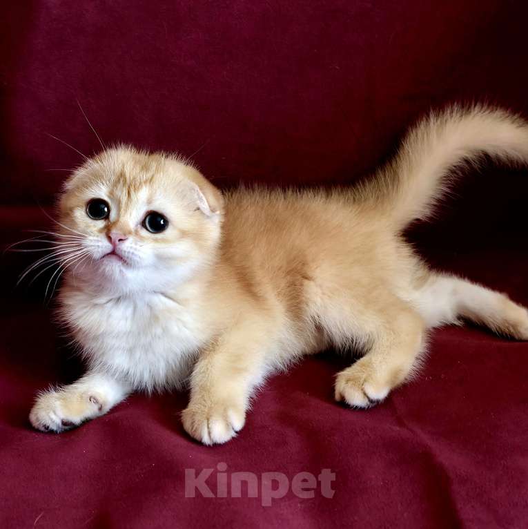 Кошки в Калуге: Queen SFS by 12 Девочка, Бесплатно - фото 2