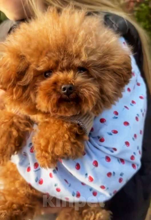 Собаки в Калининграде: Вязкa микpo тикап пудeль Корея Мальчик, 35 000 руб. - фото 4