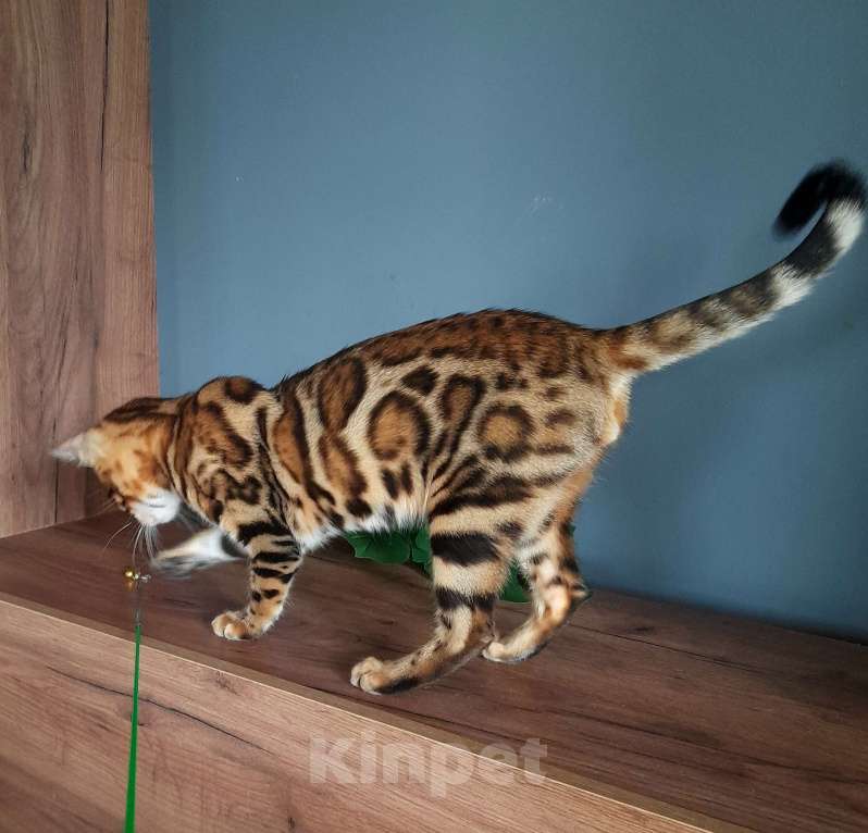 Кошки в Москве: Мальчик браун Мальчик, 40 000 руб. - фото 2