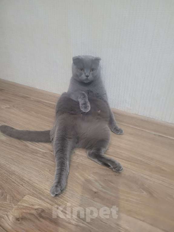 Кошки в Тюмени: Продам котят-британцев Девочка, 5 000 руб. - фото 6