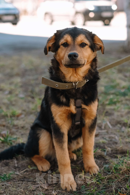Собаки в Санкт-Петербурге: Щенок Джой из приюта в добрые руки Мальчик, Бесплатно - фото 2