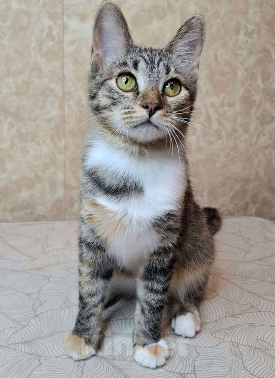 Кошки в Москве: Трехцветная кошечка-подросток в добрые руки  Девочка, Бесплатно - фото 8