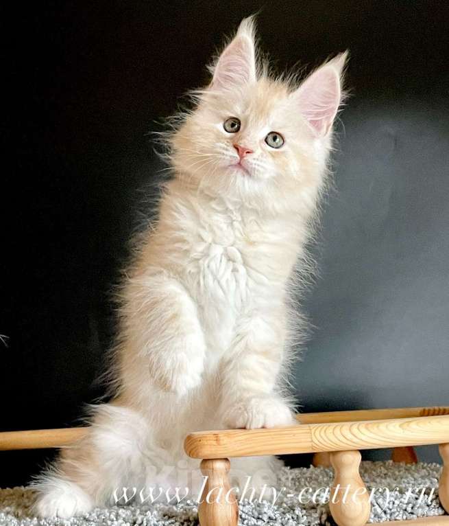 Кошки в Санкт-Петербурге: Мейн Кун котята Мальчик, 60 000 руб. - фото 5