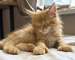 Кошки в Краснодаре: Котята Мейн кун Девочка, 10 000 руб. - фото 3