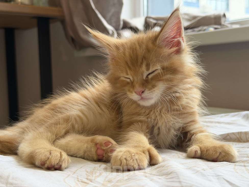 Кошки в Краснодаре: Котята Мейн кун Девочка, 10 000 руб. - фото 3