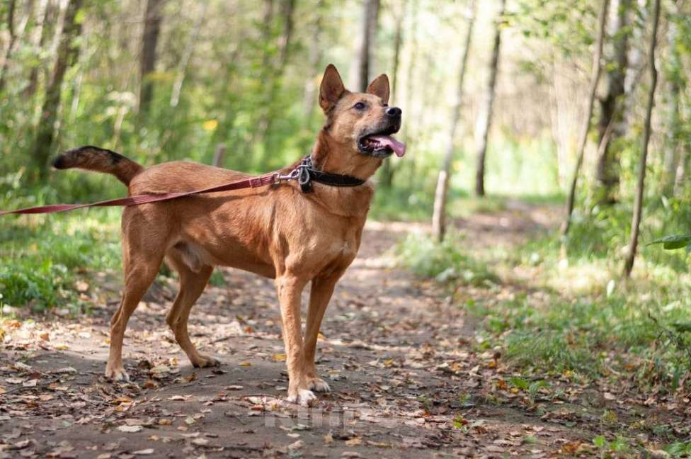 Собаки в Ногинске: Кеша - непоседливый хвост, всегда_вкусняшку_чующий нос! Мальчик, Бесплатно - фото 3