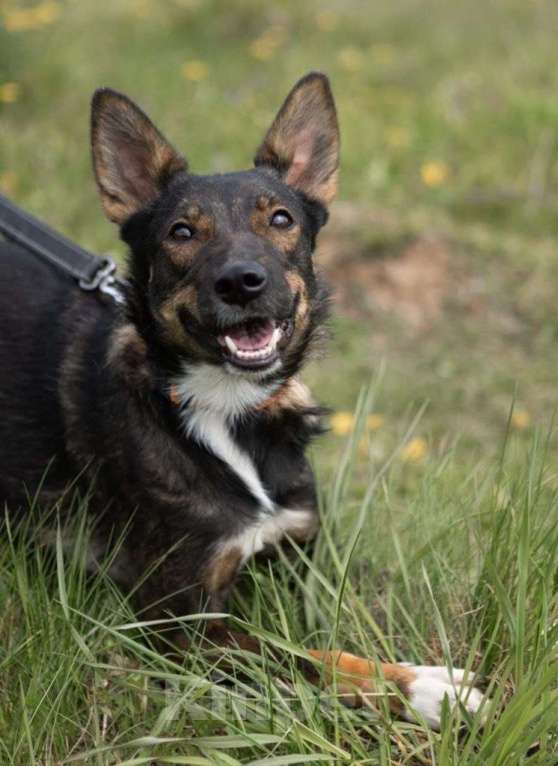 Собаки в Москве: Бывшедомашняя. Бросили привязанной у приюта Девочка, Бесплатно - фото 3