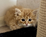 Кошки в Звенигороде: Солнечный рыжий котенок ищет заботливую семью Мальчик, Бесплатно - фото 1