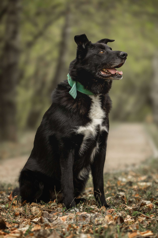 Собаки в Москве: Пух Мальчик, Бесплатно - фото 4