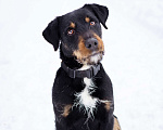Собаки в Москве: Ярик- небольшой активный пёс в добрые руки! Мальчик, Бесплатно - фото 3