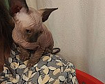 Кошки в Москве: Котенок свинкс Мальчик, 20 000 руб. - фото 7