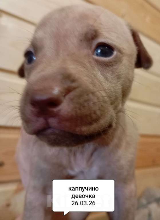 Собаки в других городах Московской области: Американский питбультерьер щенок девочка Девочка, 50 000 руб. - фото 1