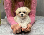 Собаки в Москве: Мальтипу девочка 1 Девочка, 180 000 руб. - фото 9