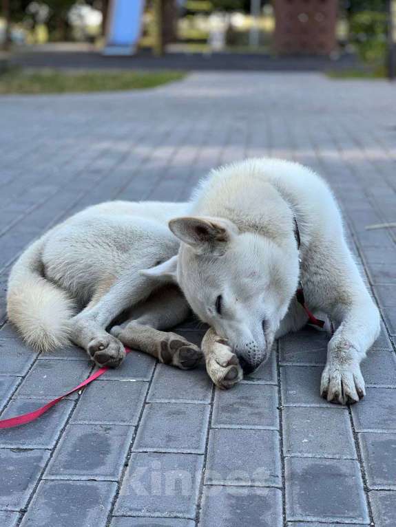 Собаки в Павловском Посаде: Вайт  Мальчик, Бесплатно - фото 3