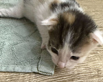 Кошки в Химках: Котенок в добрые руки Девочка, Бесплатно - фото 3