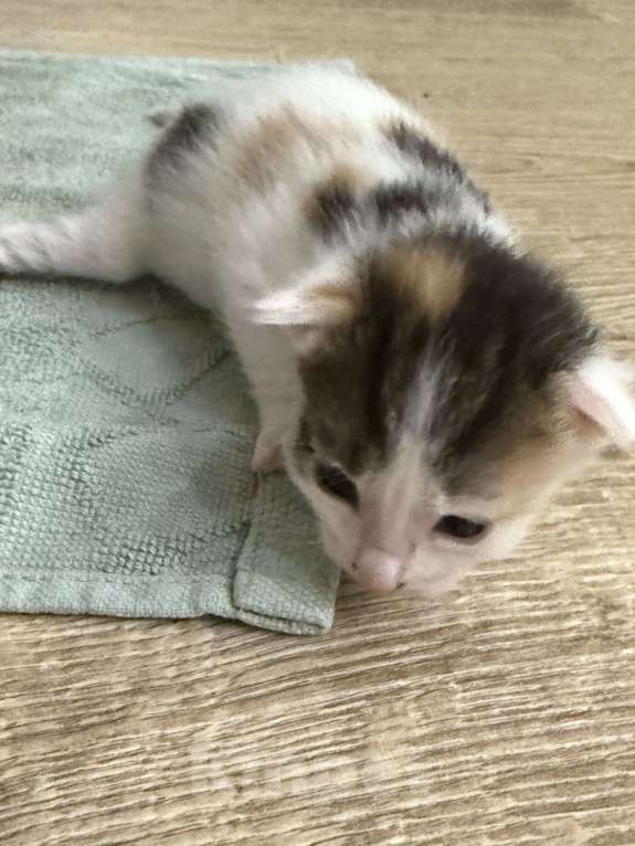 Кошки в Химках: Котенок в добрые руки Девочка, Бесплатно - фото 3