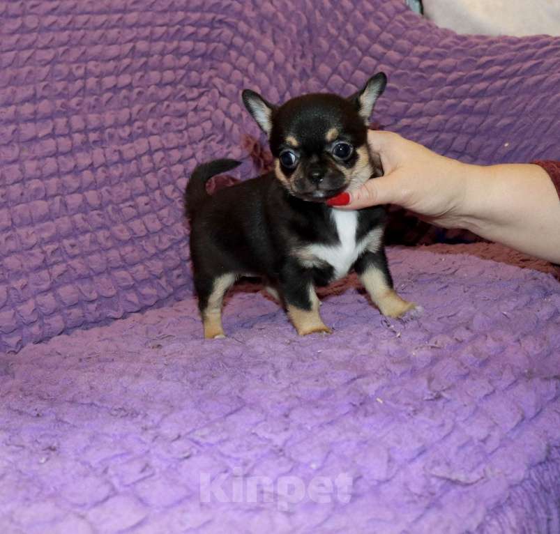 Собаки в Москве: 👍Супер курносая красотка Девочка, 75 000 руб. - фото 4