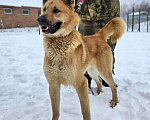 Собаки в Москве: Красивый, умный молодой домашний пес Майор ищет дом Мальчик, 10 руб. - фото 2