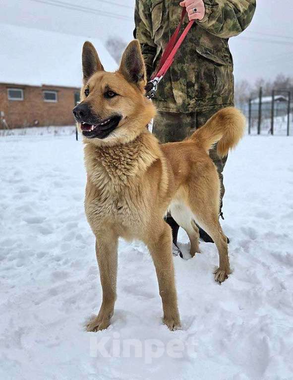 Собаки в Москве: Красивый, умный молодой домашний пес Майор ищет дом Мальчик, 10 руб. - фото 2