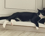 Кошки в Томске: Котик Семён Мальчик, Бесплатно - фото 9