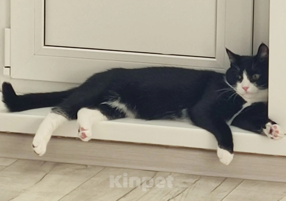 Кошки в Томске: Котик Семён Мальчик, Бесплатно - фото 9