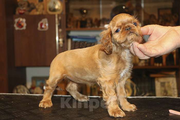 Собаки в Балашихе: мальчик черно-подпалый Мальчик, Бесплатно - фото 9