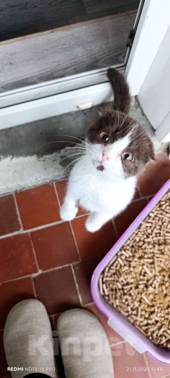 Кошки в Буденновске: Шотландский вислоухий котёнок Девочка, 10 руб. - фото 7